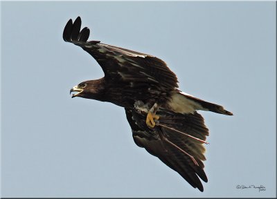 Greater-Spotted-Eagle