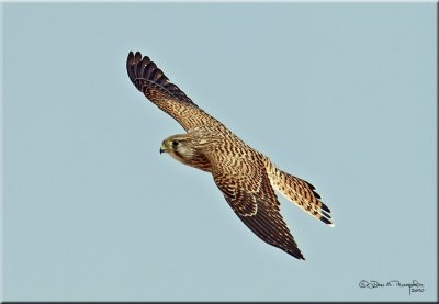 Kestrel