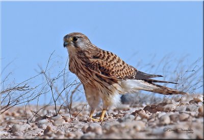 Kestrel