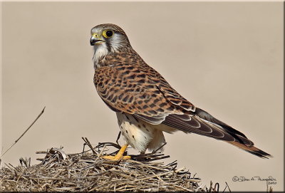 Kestrel