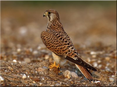 Kestrel