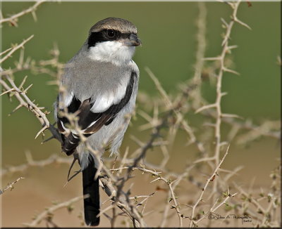 Grey Shrike