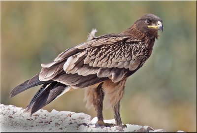 Greater-Spotted-Eagle