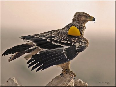 Eastern Imperial Eagle