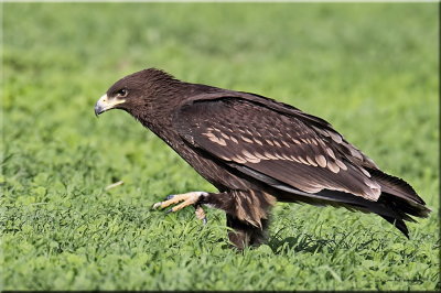 Greater-Spotted-Eagle