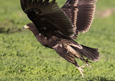 Greater-Spotted-Eagle