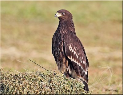 Greater-Spotted-Eagle