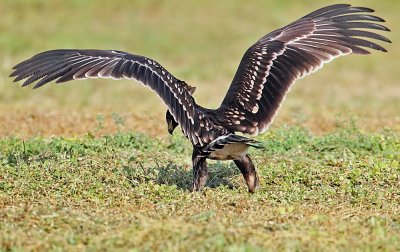 Greater-Spotted-Eagle