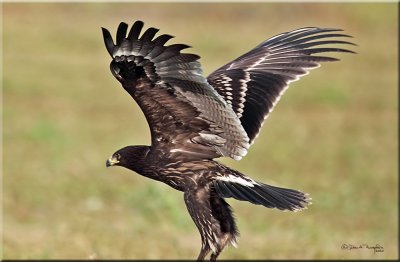 Greater-Spotted-Eagle