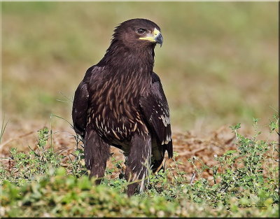 Greater-Spotted-Eagle