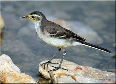 Citrine Wagtail 3.jpg