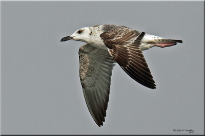 GULL 2.jpg