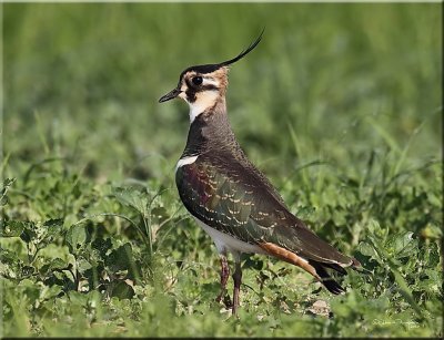 Northern Lapwing.jpg