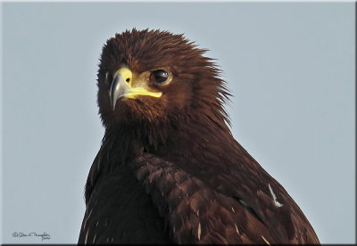 Greater Spotted Eagle Head.jpg