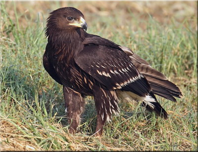 Greater Spotted Eagle.jpg