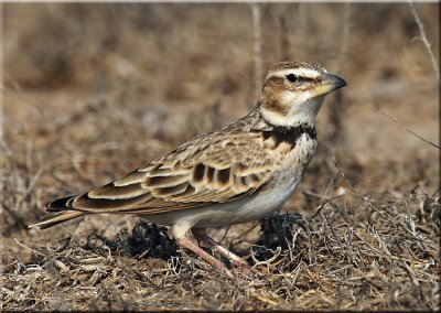 Bimaculated Lark_resize.jpg