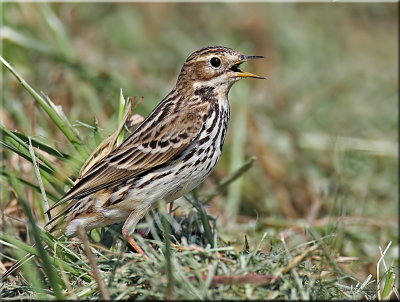Red-throated Pipit_resize.jpg