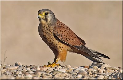 Common Kestrel male