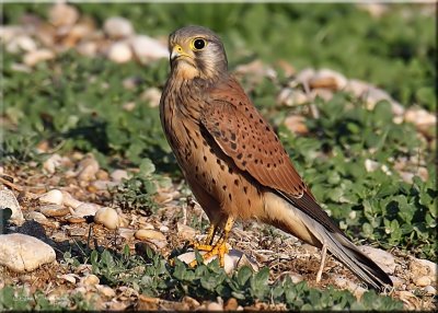 Common Kestrel male