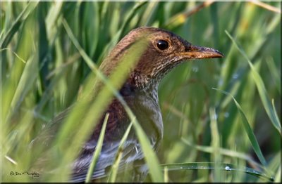 Ring Ouzel