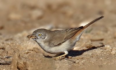 Desert Warbler