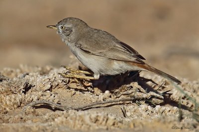 Desert Warbler