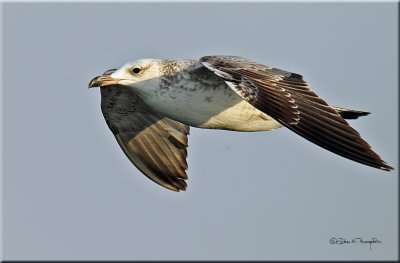 Caspian Gull.jpg