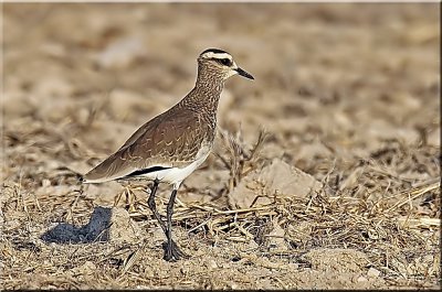 Sociable Lapwing
