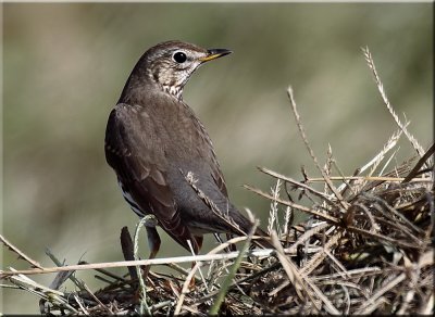 Song Thrush web.jpg