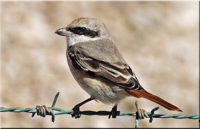 Turkestan Shrike.jpg