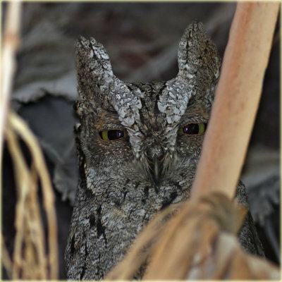 Scops Owl