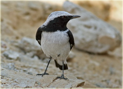 Mourning Wheatear