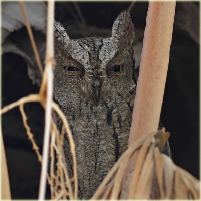 Scops Owl