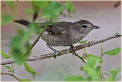 Garden Warbler.jpg