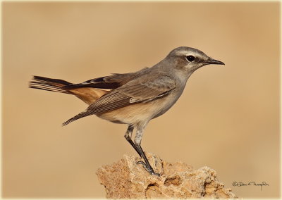 Red-tailed Wheatear