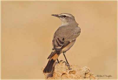 Red-tailed Wheatear