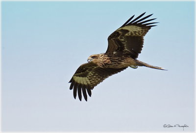 Black Kite Juvenile