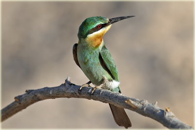 Blue-cheeked Bee-eater