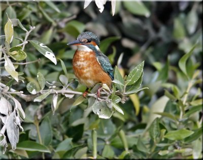 Common Kingfisher