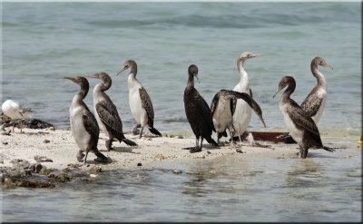 Cormorants