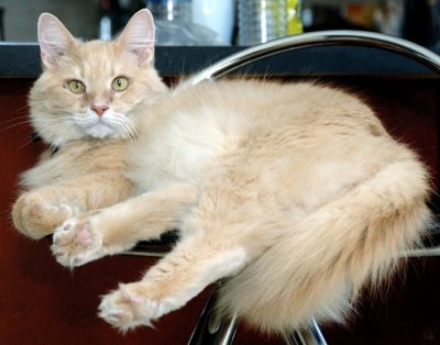 Karen's Kitties