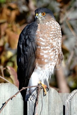 Cooper's Hawk 1