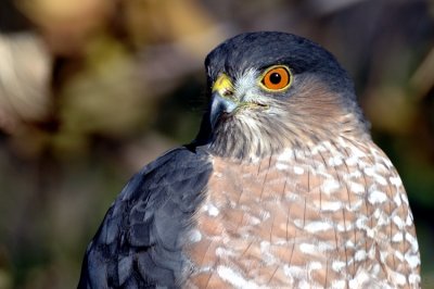 Cooper's Hawk