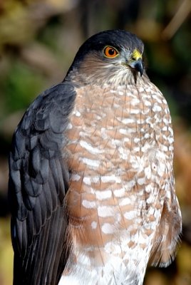 Cooper's Hawk 3