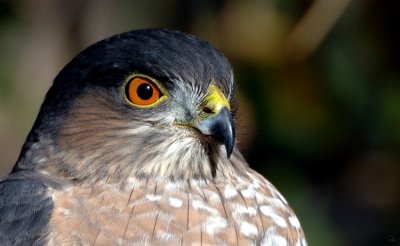 Cooper's Hawk 4