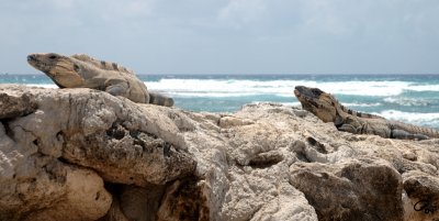 Paamul Iguanas