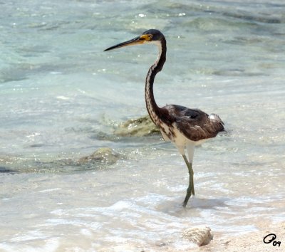 Tri-Coloured Heron