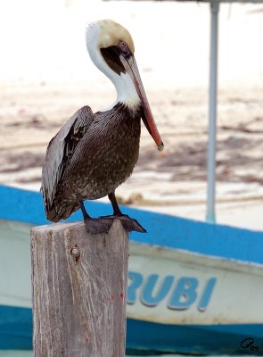 Rubi The Brown Pelican