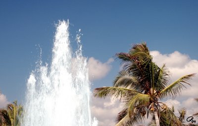 Fountain And Palm