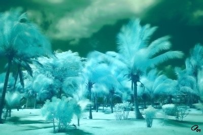 Palms And Clouds